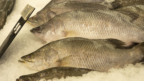 High angle view of fish for sale