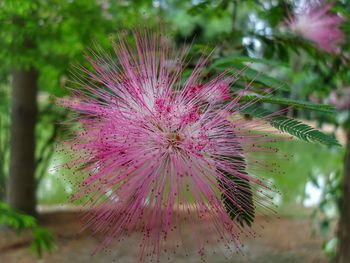 Close-up of pink flower