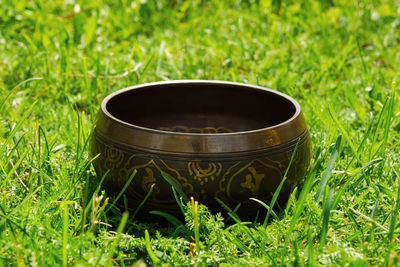 Close-up of black tea on field