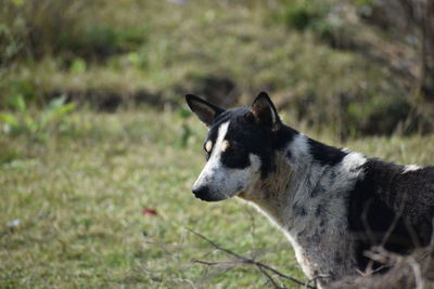 Close-up of a dog looking away on field