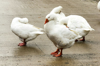 Close-up of geese