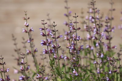 Close-up of purple flowering plant