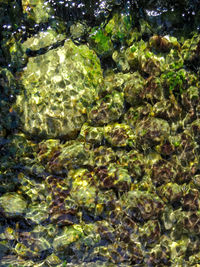 Full frame shot of turtle in water