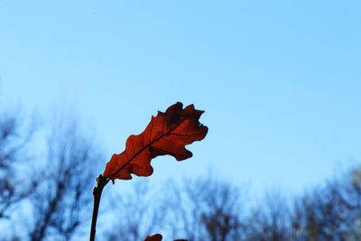 Low angle view of plant against sky