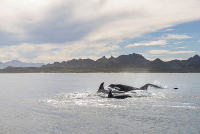 A group of orcas swimming on the surface near espiritu santo island.