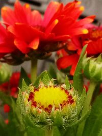 Close-up of yellow flowers blooming outdoors