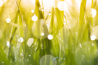 Close-up of flowering plants on field