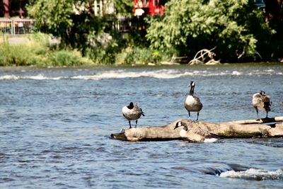 Seagulls perching on a lake