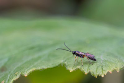 Close-up of insect on leaf