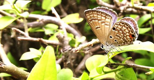 Close-up of butterfly perching on plant