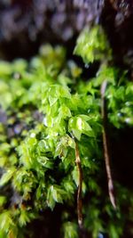 Close-up of plant growing outdoors