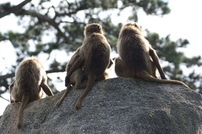 Low angle view of monkey sitting on rock