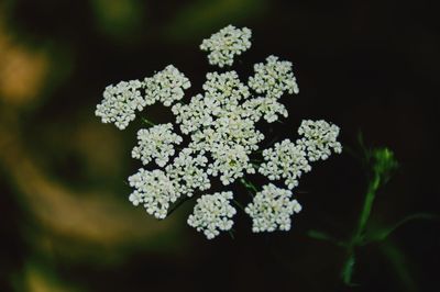 Close-up of fresh white flowers blooming outdoors