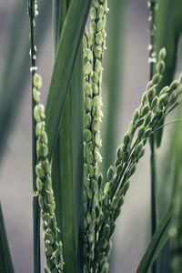 Close-up of fresh green plant