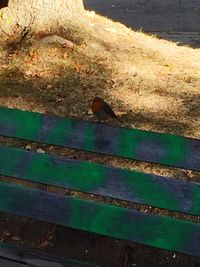 High angle view of bird on footpath