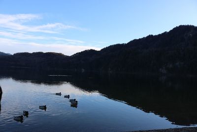 Ducks swimming in lake against sky