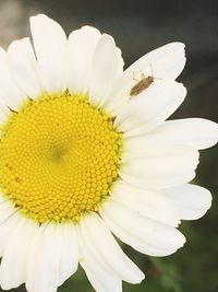 Close-up of white flower blooming outdoors