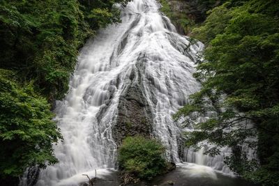 Scenic view of waterfall in forest