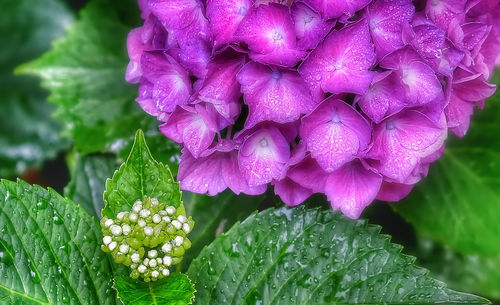 Close-up of pink flowers