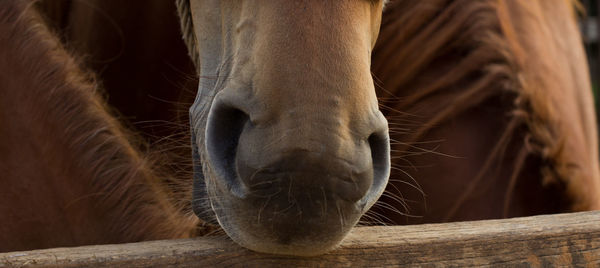 Close-up of horse nose at ranch