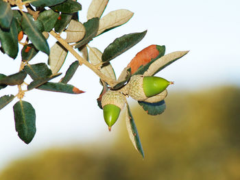 Close up of leaves