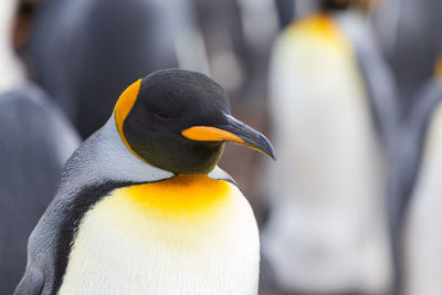 Close-up of yellow bird