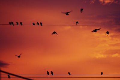 Low angle view of silhouette birds against orange sky