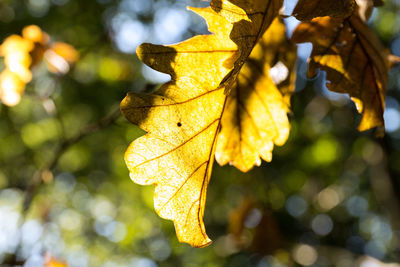 Close-up of yellow maple leaves