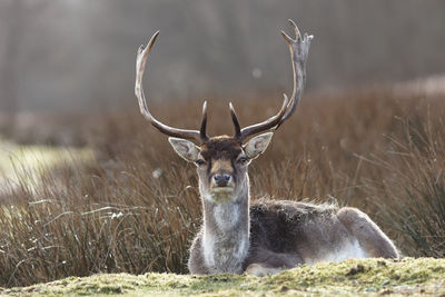 Portrait of deer on field