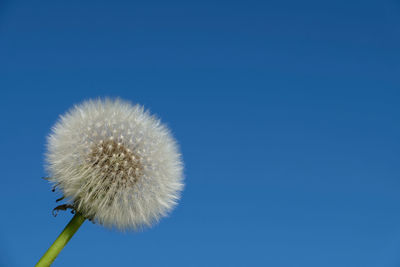 Low angle view of dandelion against blue sky