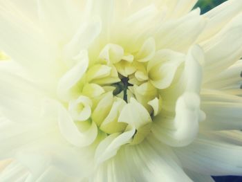 Close-up of white flower