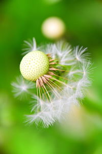 Close-up of dandelion with green background