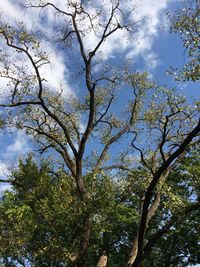 Low angle view of tree against sky