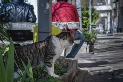 Side view of cat looking at camera