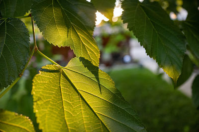 Close-up of fresh green leaves on plant