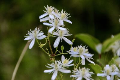 Close-up of white flowering plant