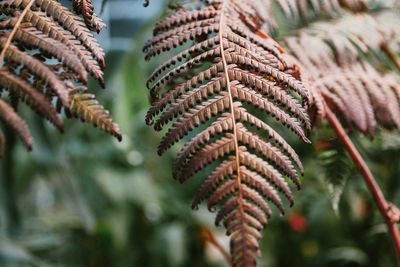 Close-up of pine tree