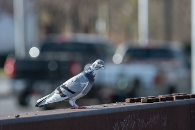 A rock pigeon standing on a bridge rail as cars pass behind it