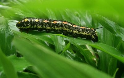 Close-up of caterpillar on leaf