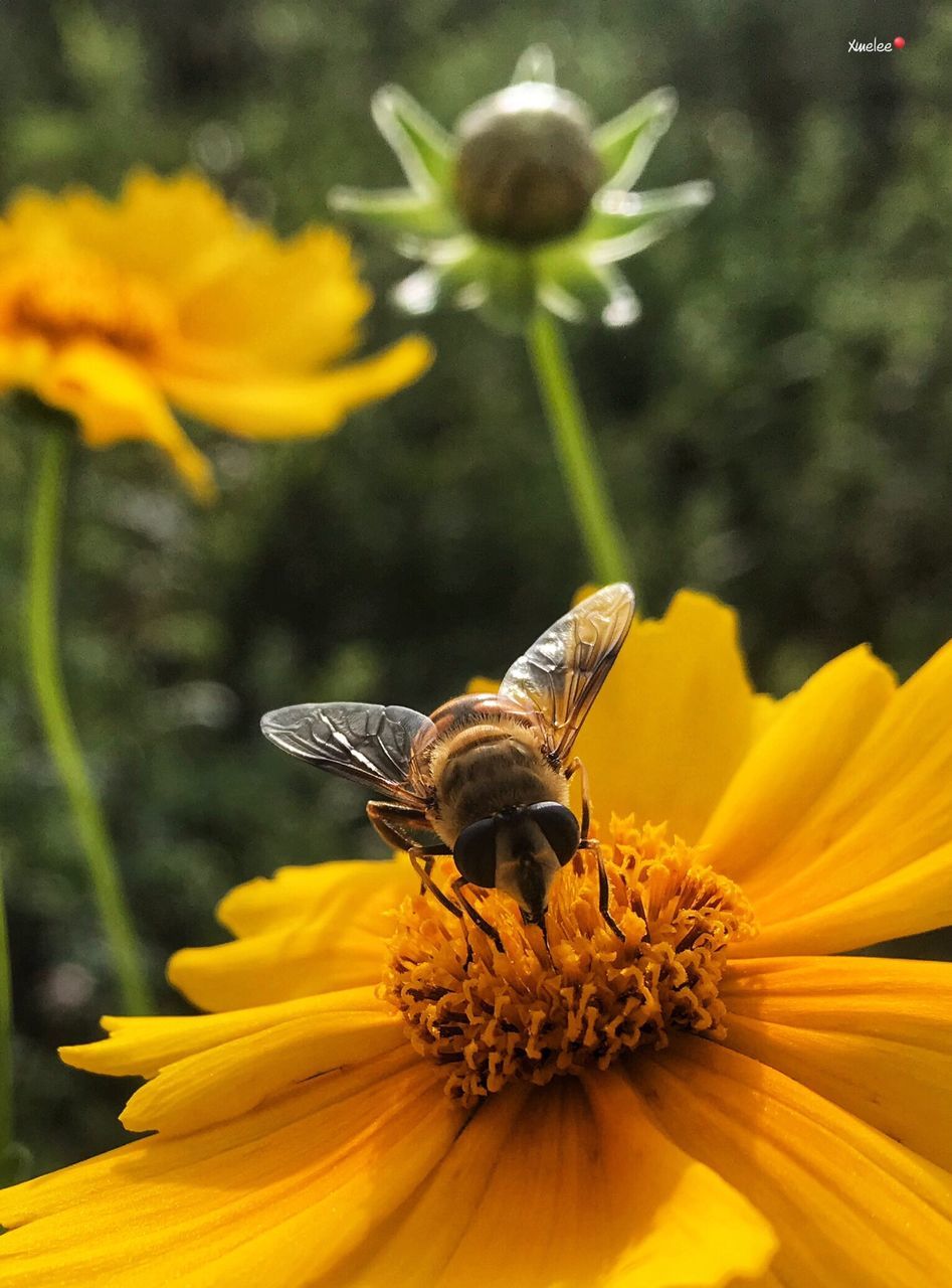 flower, flowering plant, animal themes, invertebrate, animals in the wild, petal, animal, one animal, animal wildlife, fragility, vulnerability, insect, flower head, freshness, beauty in nature, yellow, plant, growth, inflorescence, close-up, pollen, pollination, no people, honey bee, outdoors, animal wing, sunflower