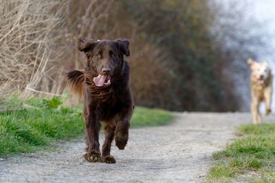 Close-up of dog running on pathway