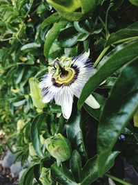 Close-up of passion flower on plant