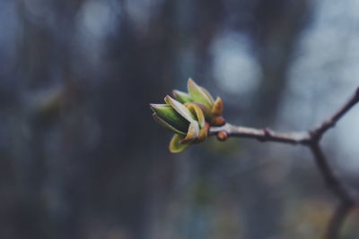 Close-up of flower buds