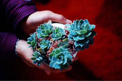 Close-up of human hands holding succulent plants