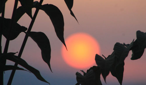 Low angle view of silhouette leaves against sky during sunset