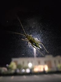 Close-up of insect