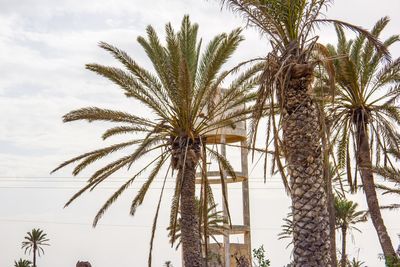 Low angle view of palm trees against sky