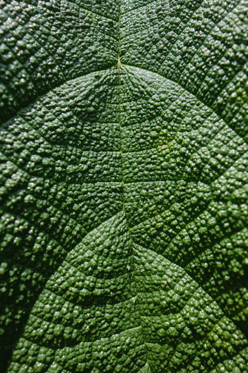 FULL FRAME SHOT OF FRESH PLANTS