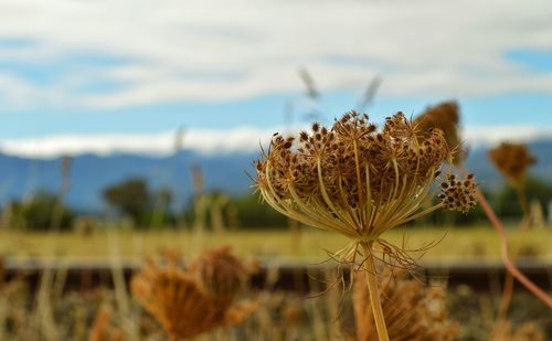 Close-up of plants growing on field