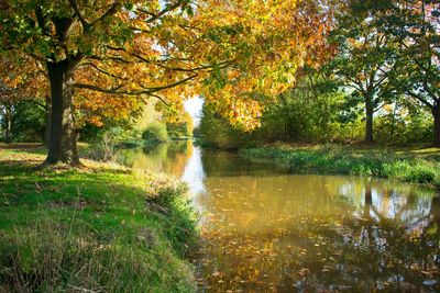 Scenic view of lake by trees during autumn